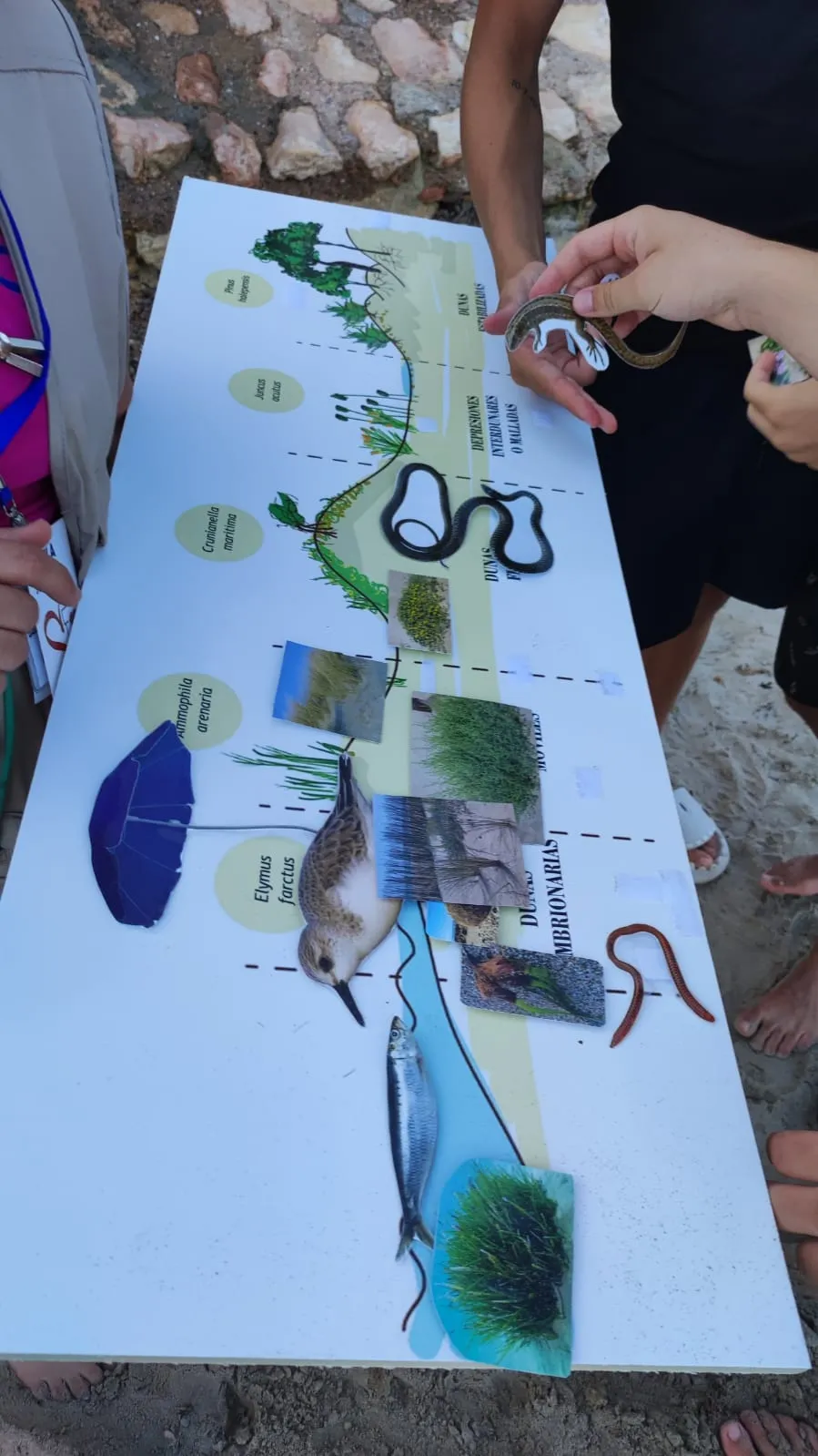mapa conceptual niños- proyecto dona