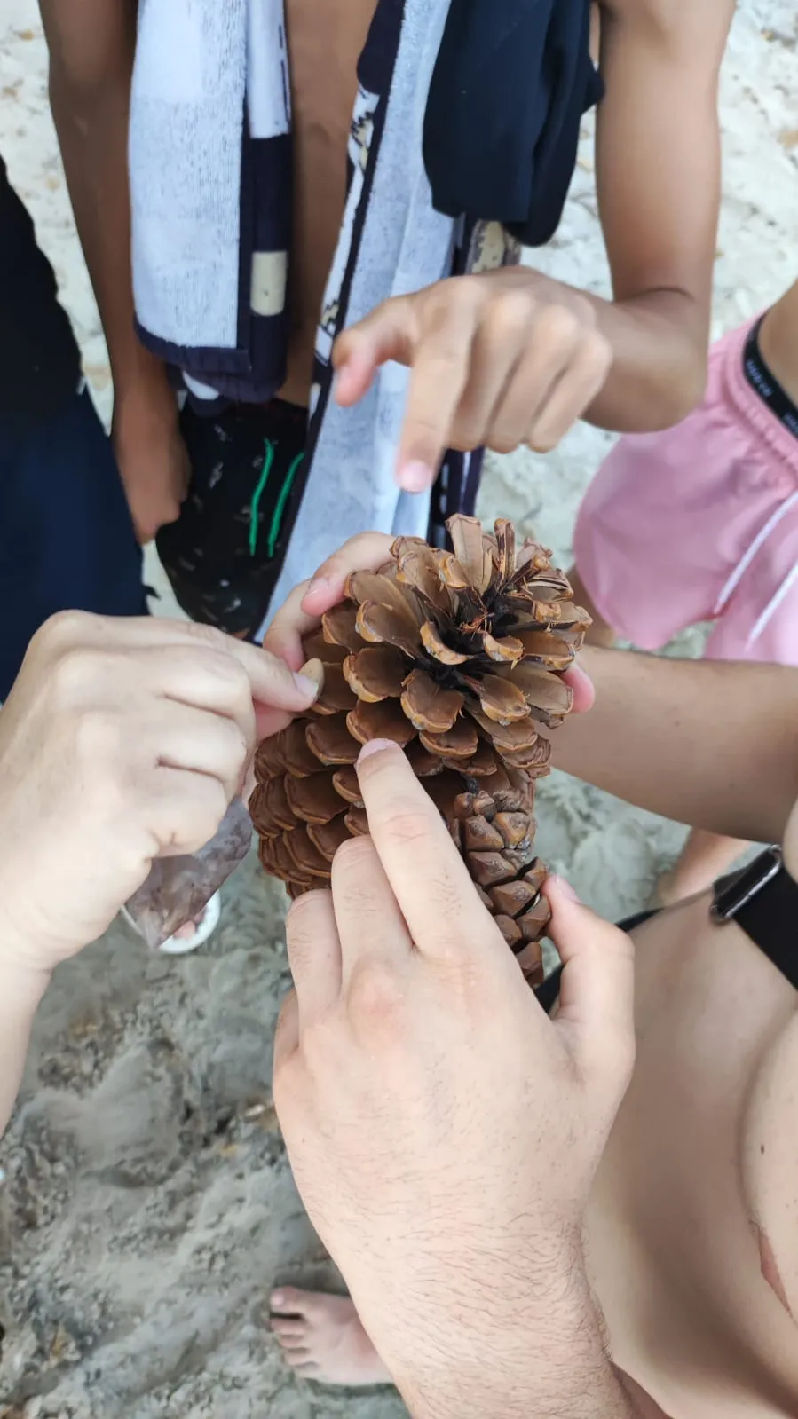 piña proyecto dona